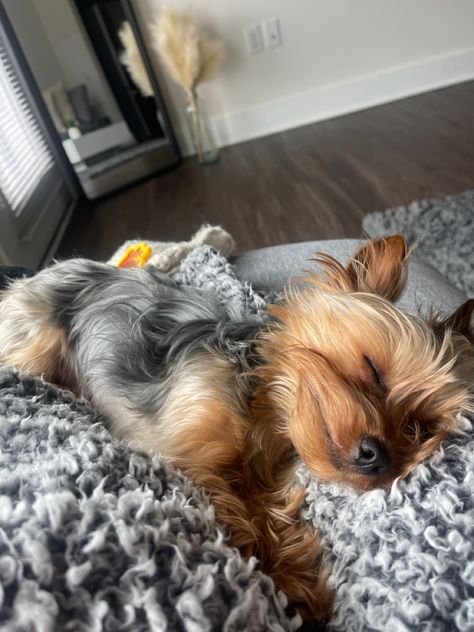 Dog Yorkshire Terrier, Yorkshire Aesthetic, Yorkie Aesthetic, Yorkie Puppy Care, Dog Mommy, Yorkie Terrier, Yorkie Lovers, Puppies And Kitties, Cute Dog Pictures