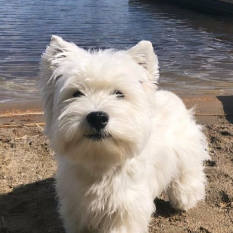 Western Highland Terrier, West Highland Terrier Puppy, West Terrier, Cutest Dog Ever, Highland Terrier, Highlands Terrier, Westie Dogs, Terrier Puppy, West Highland White