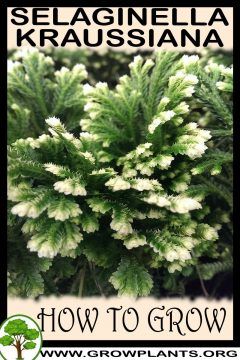 Selaginella kraussiana Nature, Frosty Fern, Ferns Care, Low Light House Plants, Inside Garden, Indoor Jungle, Winter Garden, Season Colors, How To Grow