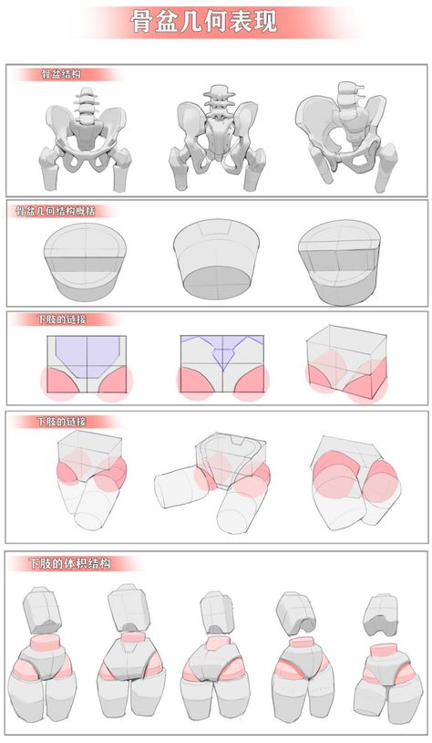 Pelvis Anatomy, Hip Anatomy, Leg Anatomy, Female Anatomy Reference, Drawing Female Body, Anatomy Tutorial, Anime Tutorial, Body Drawing Tutorial, Human Anatomy Drawing