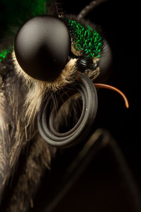 Butterfly Close Up, Butterfly Proboscis, Butterfly Person, Macro Butterfly, 500px Photography, Eye Closeup, Macro Fotografie, Macrophotography Nature, Macro Photography Insects