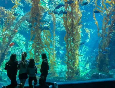 Put together a fun one-day La Jolla itinerary based on your interests with these suggestions for things to do, where to eat and more in this San Diego seaside community. San Diego With Kids, Birch Aquarium, Underwater Park, San Diego Attractions, San Diego Living, Kayak Tours, Balboa Park, Pacific Beach, Fun Family Activities