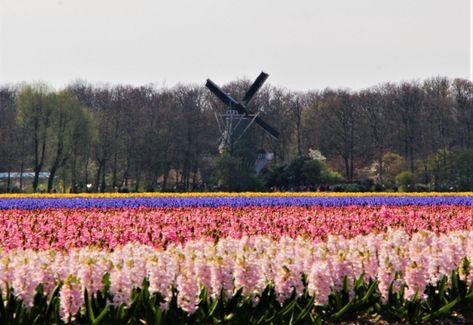 Cuándo y Dónde Ver los Campos de Tulipanes de Holanda (2022) Amsterdam, Natural Landmarks, Travel, Nature