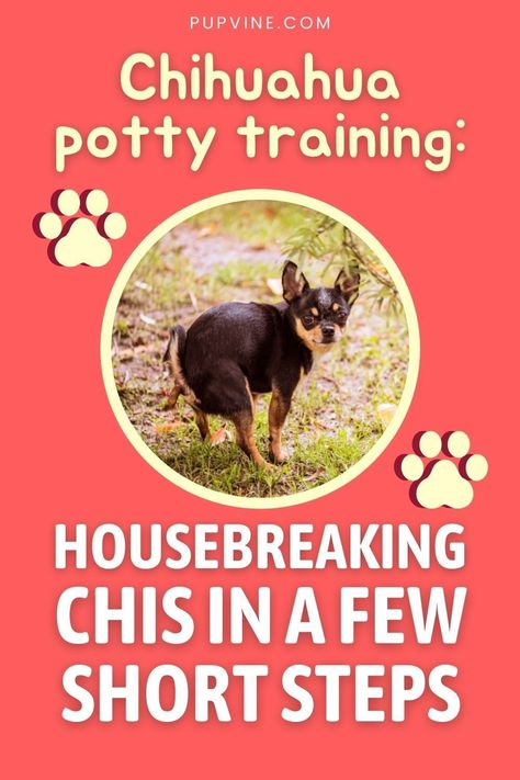 Chihuahua Clothes Diy, Chihuahua Puppy Training, Pomchi Dogs, Chiweenie Puppies, Chihuahua Facts, Chihuahua Breeders, Chihuahua Training, Chihuahua Breeds, Chihuahua Owner