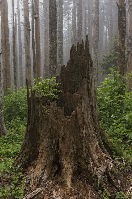 Natural Pictures Aesthetic, Tree Stump Aesthetic, Tree Stump Photography, Mossy Tree Stump, Tree Stump Reference, Tree Reference Photography, Tree Stump Painting, Animals In Trees, Tree Stump Tattoo