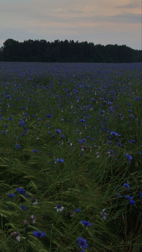 Rain In Summer Aesthetic, Blue Flower Field Aesthetic, Dark Blue Summer Aesthetic, Green And Blue Aesthetic Nature, Blue Aesthetic Movie, Forest Summer Aesthetic, Dark Green And Blue Aesthetic, Dark Flower Field, Bluish Green Aesthetic