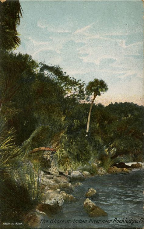 The shore of Indian River near Rockledge, Florida. | Florida Memory Florida Trips, Brevard County Florida, Riva Boat, Southern Things, Florida History, Florida Garden, Melbourne Florida, North Florida, Drawings Ideas