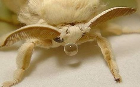 Poodle Moth, Cute Moth, Cool Bugs, Beautiful Bugs, Pretty Animals, Arachnids, Silly Animals, Bugs And Insects, Cute Creatures