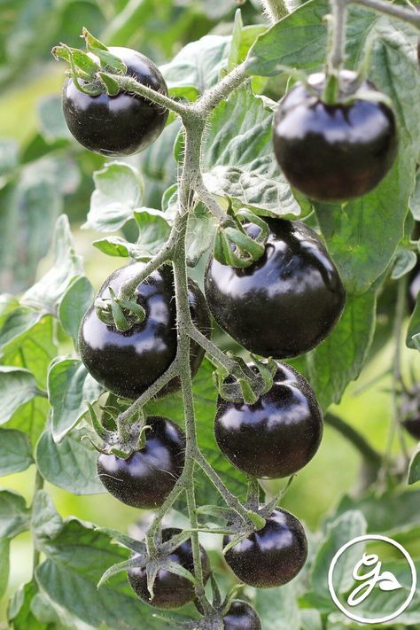 Black Tomatoes, Tomato Varieties, Varieties Of Tomatoes, Video Garden, Water Wise, Sustainable Garden, Vegetable Gardening, Best Black, Trees And Shrubs