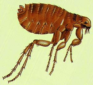 drawing of male cat flea - The lifecycle and habits of this parasite. Flea Drawing, Parasite Drawing, Flea Circus, Male Cat, Cat Fleas, Flea And Tick, Life Cycle, Ticks, Circus