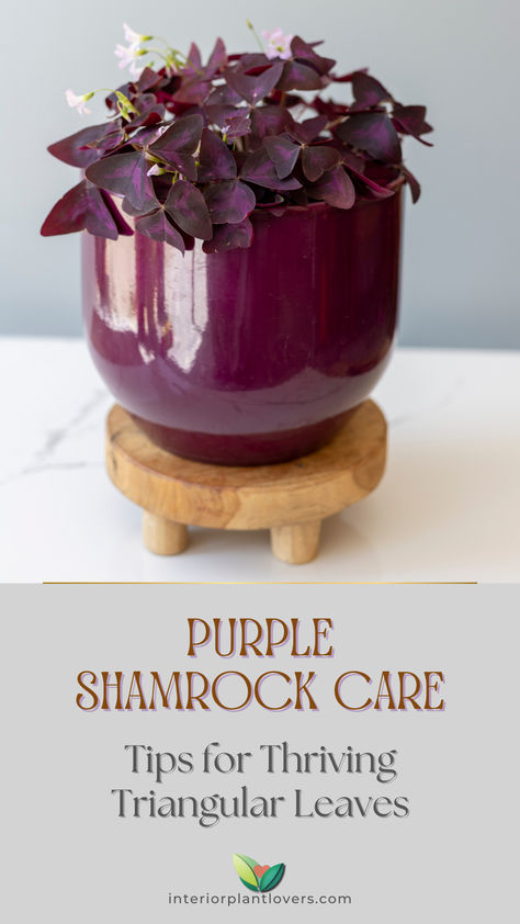 Close-up of a purple shamrock plant (Oxalis triangularis) in a glossy purple pot on a small wooden stand, showcasing its vibrant, triangular purple leaves. Purple Oxalis Plant, Oxalis Triangularis Care, Oxalis Plant, Purple Oxalis, Suburban Homestead, Purple Heart Plant, Shamrock Plant, Oxalis Triangularis, Purple Shamrock