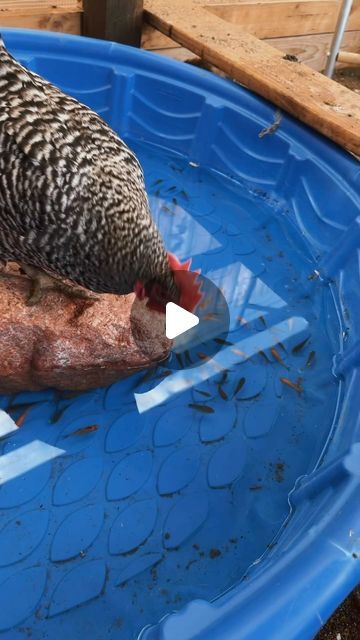 Hayley | Chicken treats✨ #chickens #backyardchickens #homestead | Instagram Chicken Ball Cage, Cheap Chicken Coop Ideas, Diy Chicken Perch Ideas, Chicken Entertainment Ideas, Chicken Pool Ideas, Chicken Perch Ideas, Chicken Playground Ideas, Chicken Coop Designs Diy Cheap, Toys For Chickens