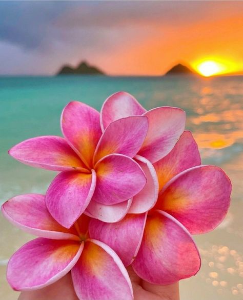 Hawaiian Aesthetic, Preppy Flowers, Hawaii Flowers, Cute Summer Wallpapers, Beach Flowers, Hawaii Aloha, Plumeria Flowers, Symbol Of Love, Nothing But Flowers