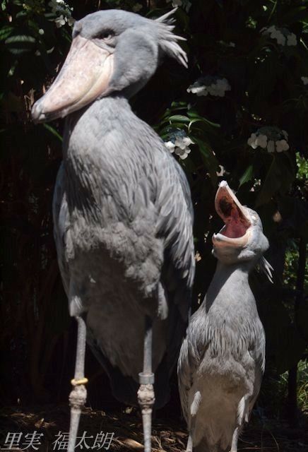 Shoebill Bird, Shoebill Stork, Unusual Animals, Nature Birds, Bird Pictures, Exotic Birds, Pretty Birds, Sweet Animals, Animals Friends