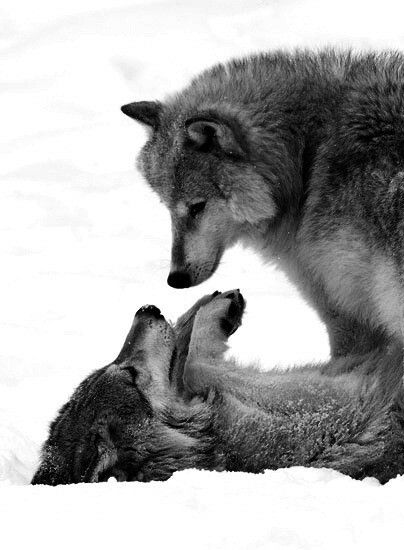 Love Mate, Wolf Clothing, Wolf Jewelry, Wolf Love, X Reader, Wolves, Books