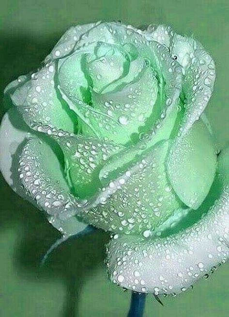 Rare Roses, Rose Flower Pictures, Beautiful Flowers Images, Rose Seeds, Rose Flower Wallpaper, Unusual Flowers, Flowers Rose, Rare Flowers, Beautiful Flowers Wallpapers