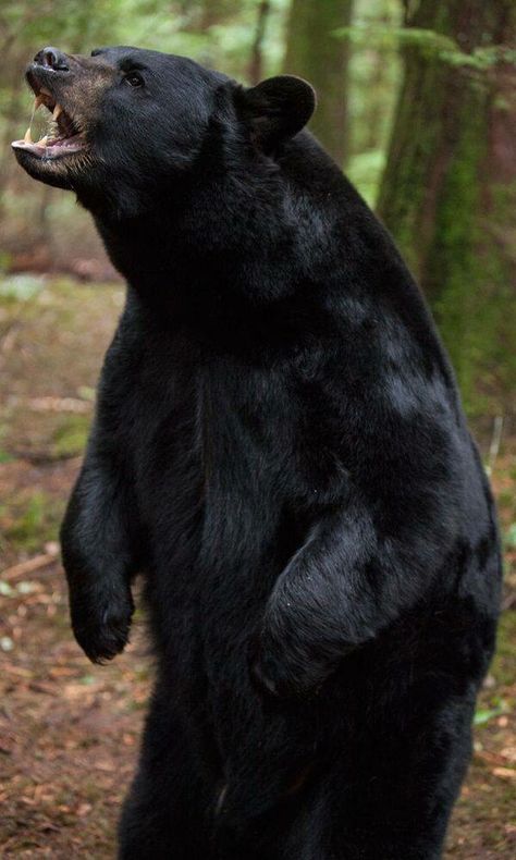 Black Bear standing & roaring in the  woods Black Bear Photography, Bear Standing, American Black Bear, Bear Attack, Black Bears, Dangerous Animals, Bear Pictures, Black Animals, Black Mamba