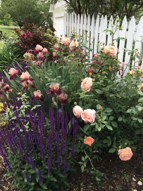 Iris And Rose Garden, Romantic Rose Garden, Herb And Rose Garden, Rose Garden Cottage, Cottage Garden With Roses, Rose Cottage Garden, Lady Of Shallot Rose, Roses And Salvia, Iris Garden Ideas