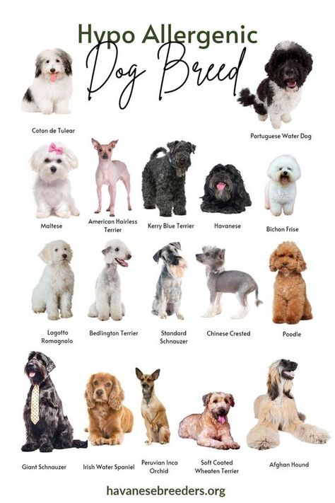 Discover the best hypoallergenic dogs for your lifestyle! Check out our list of low shedding, hypoallergenic varieties and find your perfect partner today. #ypoallergenicdogs #allergiesandpets #doglover #dogbreeds Big Hypoallergenic Dogs, Dog Breeds Cute, Best Dog Breeds For First Time Owners, Cute Hypoallergenic Dogs, Smart Dog Breeds, Dogs That Dont Shed, Small Dog Breeds Low Maintenance, Big Dog Breeds List, Hypo Allergenic Dogs