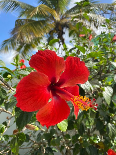 #red #hibiscus #flowers #photography Mythical Places, Hibiscus Plant, Red Hibiscus, Lovely Flowers Wallpaper, Nothing But Flowers, Flower Therapy, Beautiful Flowers Pictures, Tropical Vibes, Exotic Flowers