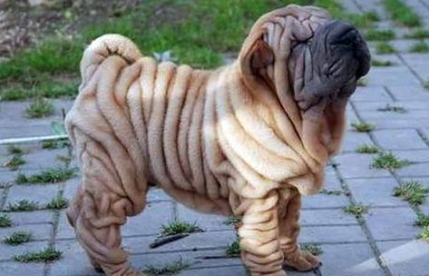 Wrinkly Dog Breeds (Dogs with Rolls of Fat) Wrinkly Dog, Wrinkle Dogs, Shar Pei Puppies, Shar Pei Dog, Chinese Shar Pei, Shar Pei, Poodle Puppy, Sporting Dogs, Dog Images