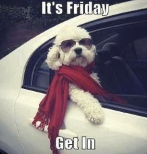 Celebrate the arrival of the weekend with these hilarious Friday memes. The end of the week is a perfect time to make someone laugh. #funny #memes #friday Humour, Hospital Humor, Nursing Fun, Happy Memes, Friday Meme, Nurse Rock, Nursing Memes, Funny Dog Memes, Future Nurse