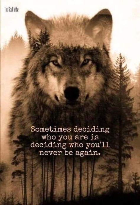 Wolf Pack Quotes, Lone Wolf Quotes, Wolf Quotes, Wolf Spirit Animal, She Wolf, Wolf Love, Wolf Pictures, Wolf Spirit, A Sheep