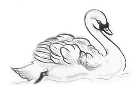 Swan Sketch, Swan Swimming, Swan Drawing, Easy Step By Step Drawing, Swan Painting, Draw Step By Step, Swans Art, How To Draw Steps, Watercolor Lessons