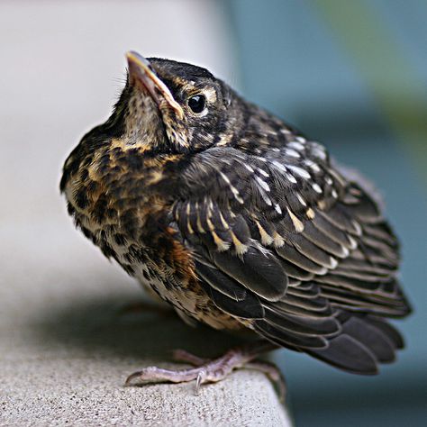 sweet baby robin goes bob, bob,bobbin along Nature, Texas Birds, Robin Birds, Baby Robin, American Robin, Wildlife Pictures, Bird Clipart, World Birds, Robin Bird