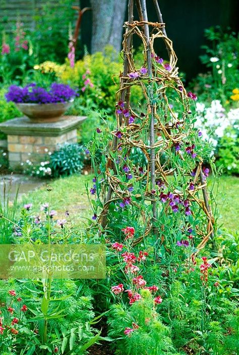 Decorative wigwam for sweet peas - The finished obelisk makes a fine focal point Fruit Garden, Rice Image, Plant Photography, Sweet Peas, Garden Theme, Screened Porch, Small Garden, Sweet Pea, Garden Arch