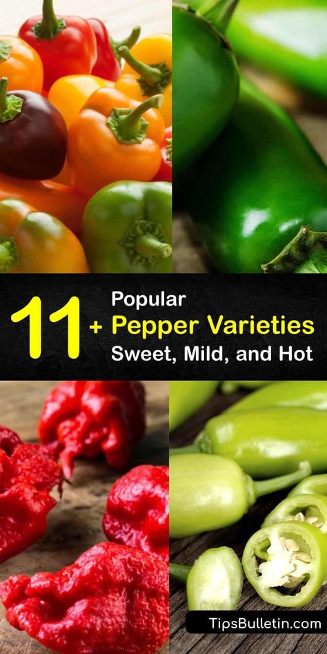 Learn about the different types of peppers and how they differ in appearance, flavor, and heat index. The Ancho pepper has a smokey taste, and the bell pepper is a sweet pepper, while the Ghost pepper is a hot pepper with high Scoville heat units. #pepper #varieties #types Ancho Peppers, Banana Pepper Rings, Pepper Varieties, Hot Pepper Recipes, Fried Peppers, Paprika Pepper, Types Of Peppers, How To Make Chili, Long Pepper