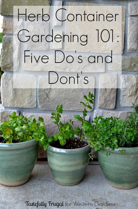 Western Garden, Herb Container, Container Herb Garden, Herb Containers, Garden Centers, Dos And Don'ts, Gardening 101, Indoor Herb Garden, Herbs Indoors