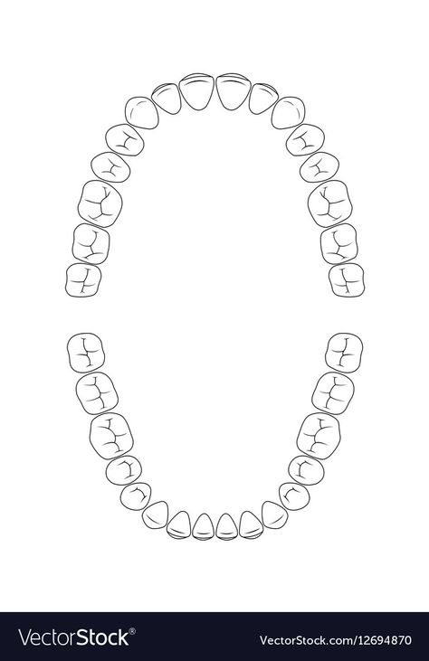 Tooth Chart Dentistry, Teeth Chart, Tooth Vector, Dental Assistant Study, Dental Hygiene Student, Dental Images, Tooth Chart, Dental Office Design Interiors, Molar Tooth