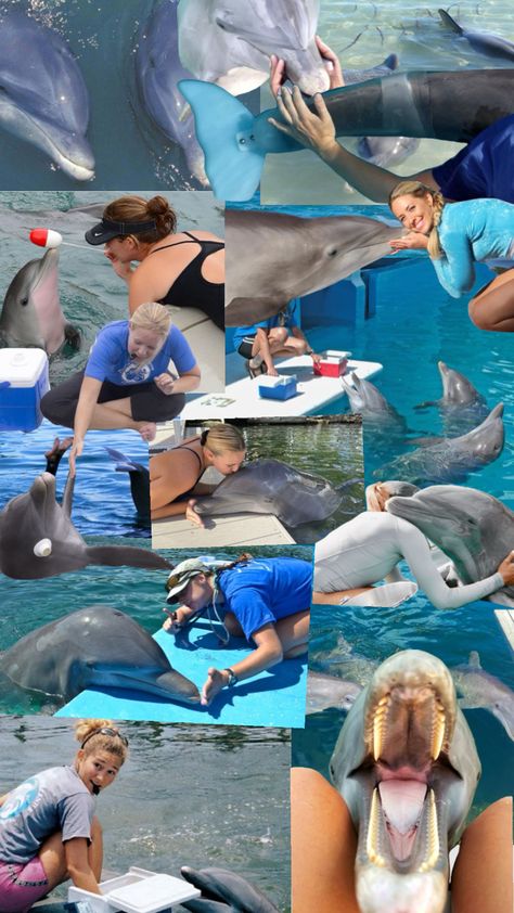 #mmt #marinemammals #marinemammaltrainer #dolphin #dolphins #marinebiology #marinebio Marine Biology Dolphin, Marine Mammal Trainer, Dolphin Trainer Aesthetic, Marine Veterinarian Aesthetic, Alyssa Core, Dolphin Trainer, Animal Learning, Job Info, Life Dreams