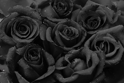 Halfeti : la ville turque qui fait pousser des roses noires ! Black, Roses, Water, Rose Noir, Black Roses, Black And White, White