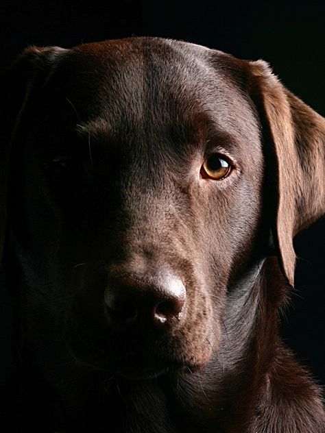 4k, labrador chocolat, les ténèbres, le museau, retriever, chiens, animaux de compagnie, chiens mignons, les labradors, les Danger Dog, Homemade Dog Treat Recipes, Chocolate Labradors, Cute Labrador Puppies, Dog Wallpaper Iphone, Lover Anime, Painting Dogs, Dogs Aesthetic, Chocolate Lab Puppies