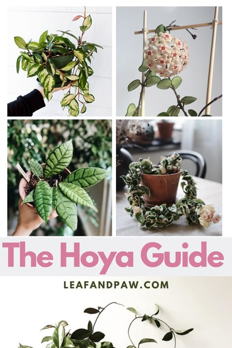 Hoya Collection, Rare Hoya Plant Varieties, Hoya Varieties Chart, Hoya Clemensorium, Hoya Engleriana, Hoya Rosita, Hoya Black Margin, Hoya Plant Varieties, Hoya Care