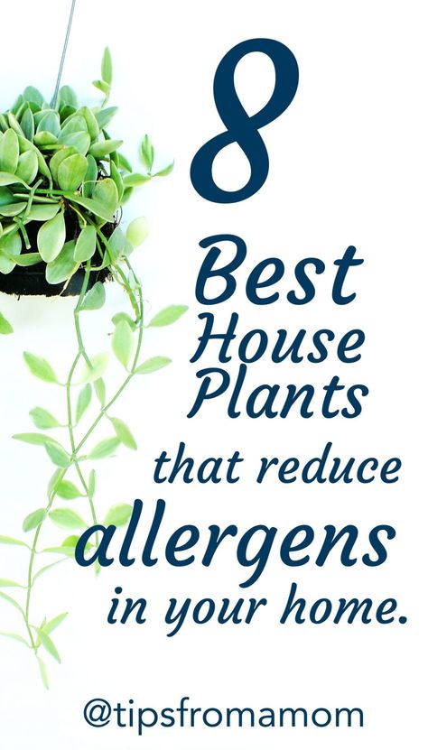 8 Best House Plants That Reduce Allergens In Your Home - Tips from a Typical Mom Indoor Plants Air Purifying, Plants That Filter Indoor Air, Best Home Plants For Your Health, Edible House Plants, Best Plants For Inside The House, House Plants Decor Bedroom, Best Indoor Plants Air Purifier, Air Cleaning House Plants, Indoor Plants Ideas Decor