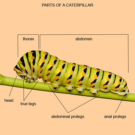 Parts of a Caterpillar from the Bug Guide  Copyright © 2007 Lynette Elliott Caterpillar Preschool, Silkworm Moth, College Job, Damselflies, Butterfly Life Cycle, Diagram Design, Hungry Caterpillar, Nature Study, Science Classroom