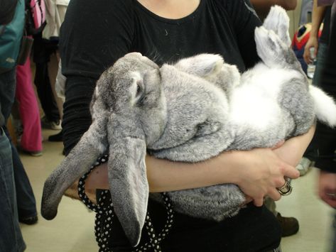 Yes, these giant rabbits really do exist, and yes, you can have one in your house if you want it. Plus: exclusive video! Flemish Giant Rabbit, Pet Rabbit Care, Giant Rabbit, Giant Bunny, Flemish Giant, Rabbit Breeds, Rabbit Drawing, Big Bunny, Fluffy Bunny