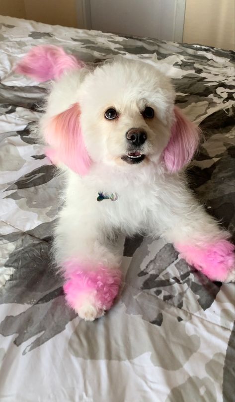 Pet Dye Ideas, Dog Fur Dye Ideas, Dyed Dogs, Pet Hair Dye Ideas, Hair Dye For Dogs, Dog Hairstyles, Dog Fur Dye, Dog Hair Color Ideas, Dog Dye Ideas