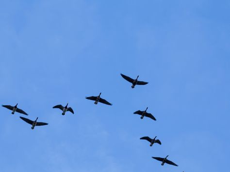 Migrating Birds Avoid Bad Weather — Which Makes Their Paths Predictable : NPR Alice Aycock, Winter Homes, Migrating Birds, Gothic 1, Alma Thomas, Bird Day, Ad Reinhardt, Animal Painter, Poetry Day