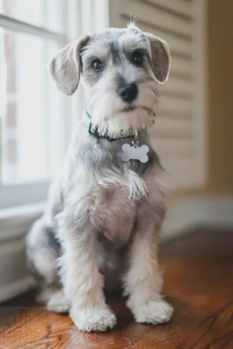 10 Healthiest Dog Breeds Schnauzer Cut, Healthiest Dog Breeds, Schnauzer Grooming, Schnauzer Mix, Mini Schnauzer Puppies, Mini Schnauzers, Summer Cut, Puppy Cut, Miniature Schnauzer Puppies