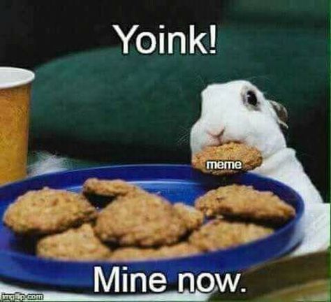 Yoink!! Mine now Awkward Humor, Animals Laughing, Friday Memes, Hilarious Sayings, Hilarious Animals, Funny Friday, Rabbit Cookies, Rabbit Treats, Wifi Names