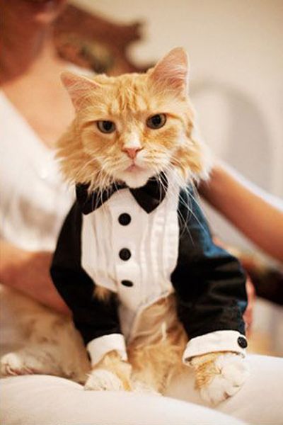 DIY Wedding flowers for your pet!  Buy bulk wholesale flowers online www.bulkwholesaleflowers.com #petswedding #pets #diywedding Cat Wedding, Wedding Pets, Cat Fashion, Cat Dresses, Tuxedo Cat, Cat Costumes, Pet Costumes, Lorde, Cat Clothes