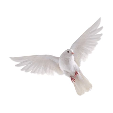 Vogel Gif, Dove Flying, Dove Images, राधा कृष्ण वॉलपेपर, White Pigeon, Eid Background, Dove Pictures, Photo Clipart, Blue Background Images