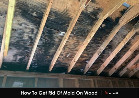 Mold Remover On Wood, Kill Black Mold, Clean Black Mold, Remove Black Mold, Remove Mold, Black Mold, Cleaning Mold, Mold Remediation, Types Of Mold