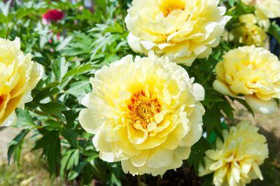 Bartzella Itoh Peony, Peony Types, Bartzella Peony, Flowers Horizontal, Itoh Peony, Garden Peonies, Tree Peonies, Peony Care, Itoh Peonies