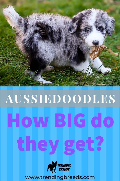 Toy Australian Shepherd Full Grown, Aussie Doodle Full Grown, Mini Aussiedoodle Full Grown, Mini Aussie Full Grown, Aussiedoodle Full Grown, Aussie Doodle, Mini Aussiedoodle, Toy Aussie, Doodle Dogs