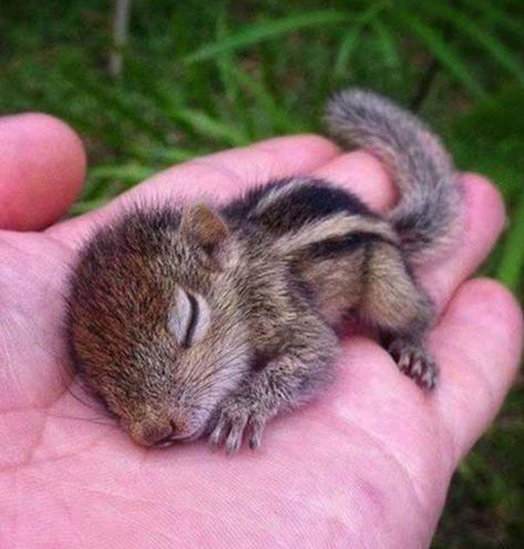 Baby Chipmunk Squirrel Appreciation Day, Tiny Baby Animals, Baby Animals Pictures, Baby Squirrel, Super Cute Animals, Baby Animals Funny, Cute Wild Animals, Jolie Photo